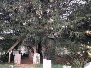 St georges tree 2