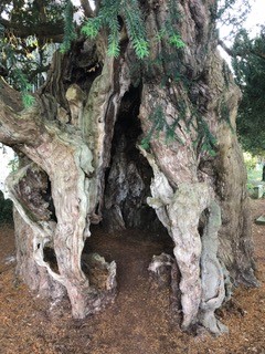 St georges tree